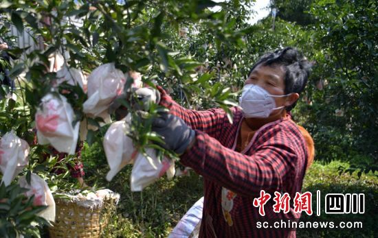 果农正在田间采摘粑粑柑。